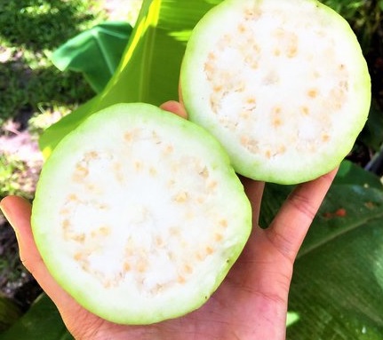 Goiabão Guaraí 3.jpg