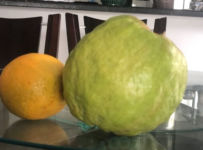 Goiabão Guaraí 2.jpg